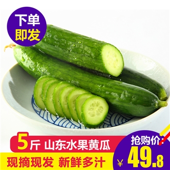 【5斤】黄瓜新鲜小黄瓜水果蔬菜荷兰脆皮非白玉旱无刺包邮小青瓜【自营】