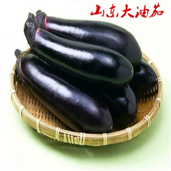 山东茄子新鲜蔬菜大油茄农家自种紫把茄子嫩长茄四斤【自营】