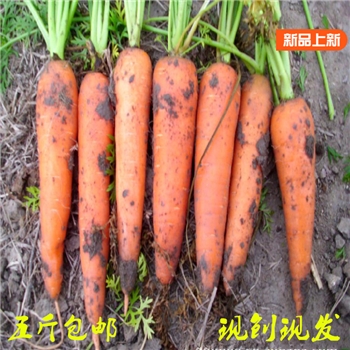蔬菜新鲜胡萝卜农家自种红萝卜无公害非转基因小人参五斤【自营】