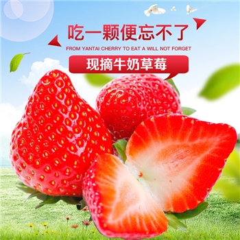 安丘农耕 新鲜草莓5斤现摘当季水果省内顺丰包邮